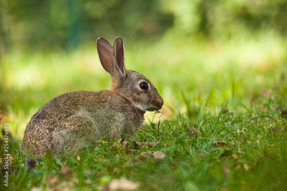 Wildkaninchen (Oryctolagus cuniculus) Wildkaninchen (Oryctolagus cuniculus)