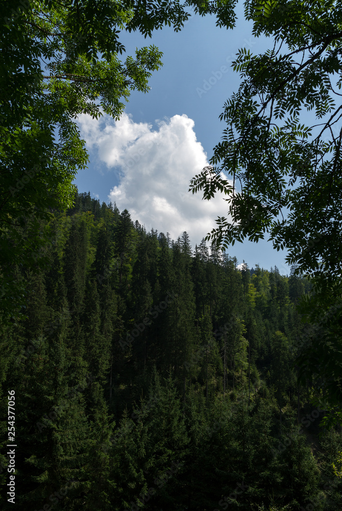 Cloudy sky framed by trees in forest mountain