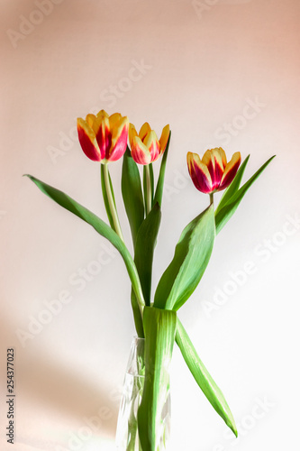 Fototapeta Naklejka Na Ścianę i Meble -  Tulips bloom red with yellow in a vase