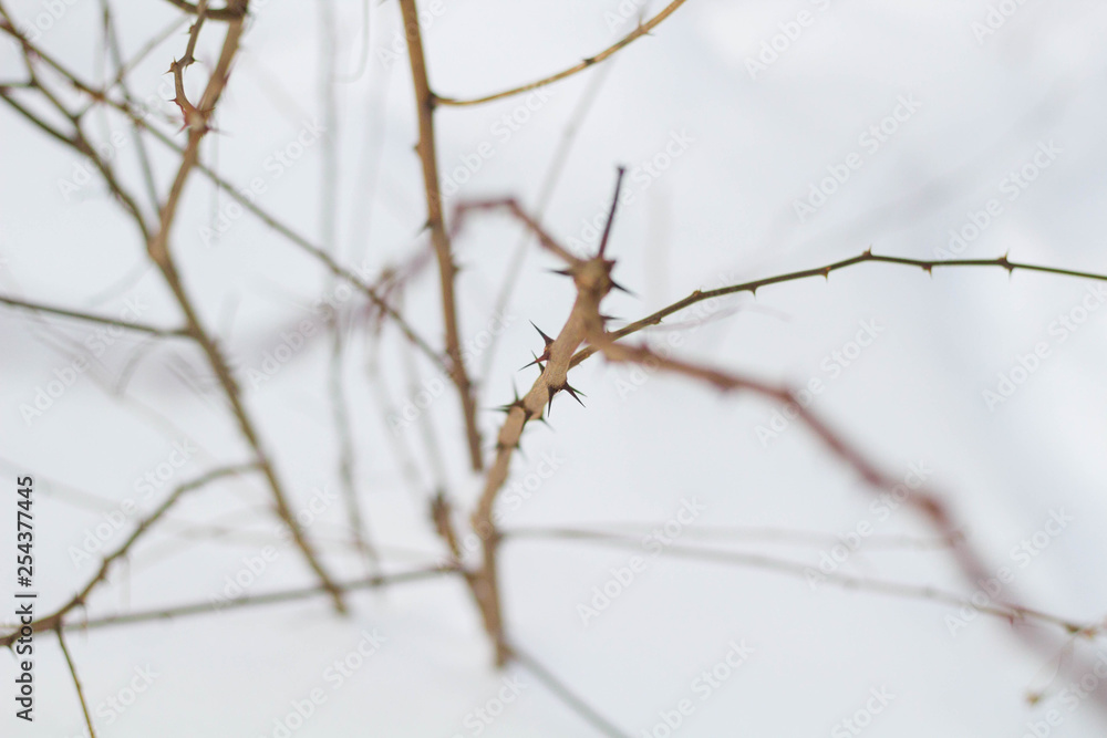 prickly branch close up with lots of prickles prickly branch close up with lots of prickles