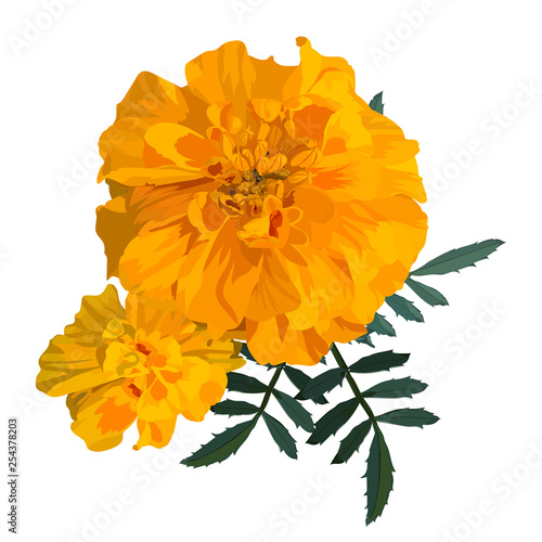 Yellow with orange flower marigold. Vector illustration. Isolated on a white background.