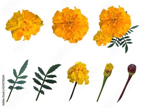 Yellow with orange flower marigold. Set. Vector illustration.