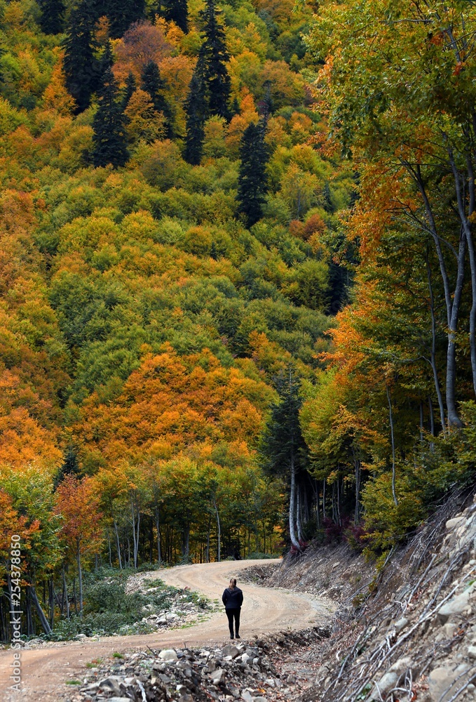 Obraz premium Colorful Trees in Autumn Season.savsat/artvin 