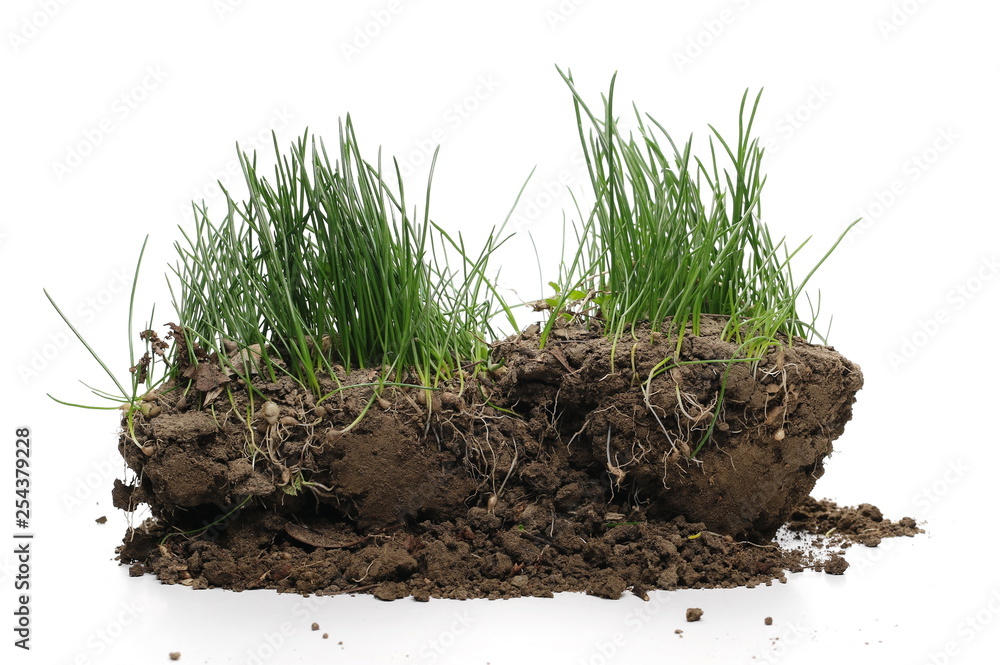 Green grass with dirt isolated on white background and texture Green grass with dirt isolated on white background and texture