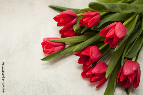 A bouquet of red tulips in a row on a gray background. space for text and copy. Top view
