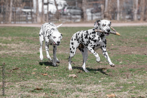 Running Dalmatian dogs outdoors in spring. Selective focus