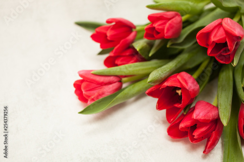 A bouquet of seveen red tulips in a row on a gray background. space for text and copy.