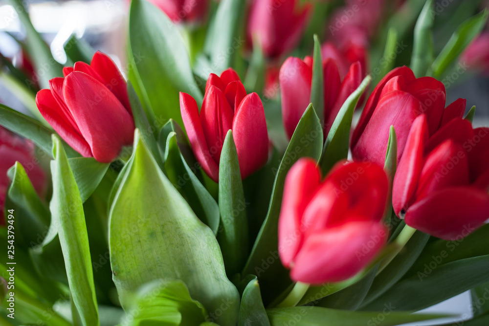Obraz premium Red fresh spring tulips with selective focus are wonderful bright