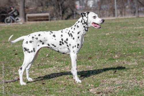 Adorable  Dalmatian dog outdoors in spring. Selective focus