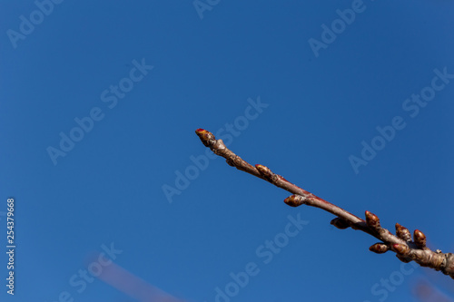 bud twing branch blue  sky spring  season  photo