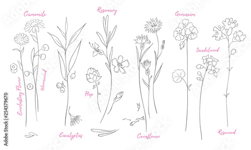 Wildflowers one line drawings set.