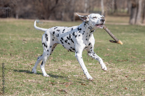 Adorable Dalmatian dog outdoors in spring. Selective focus