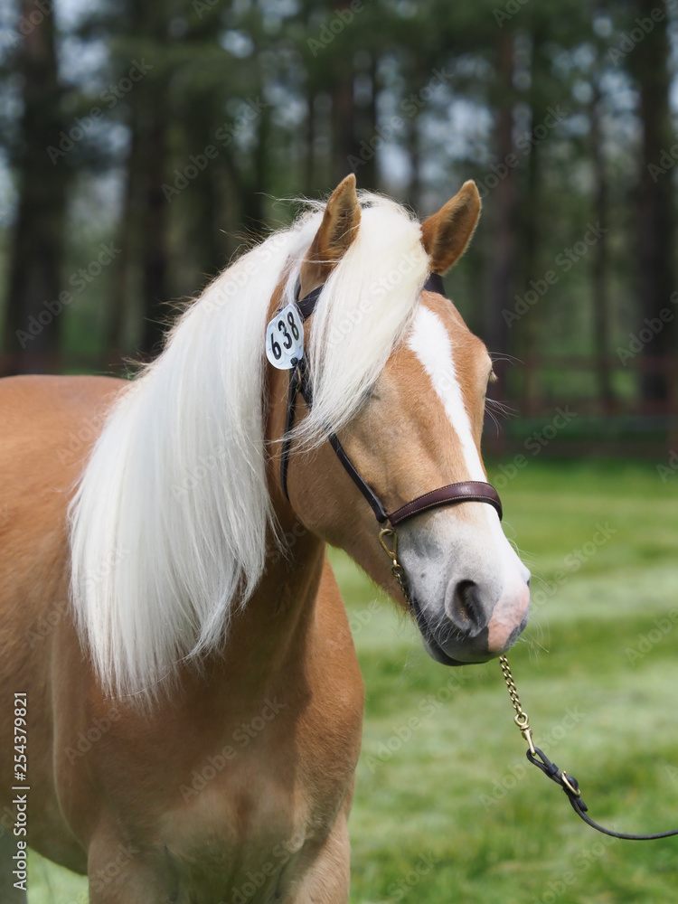 Naklejka premium Haflinger Head Shot