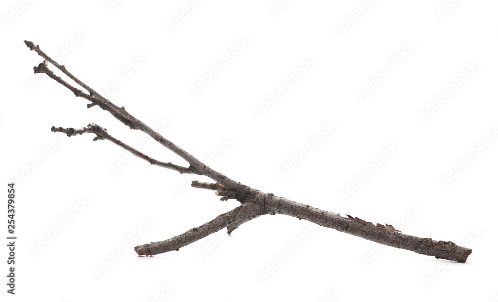 Dry twig, branch isolated on white background Dry twig, branch isolated on white background