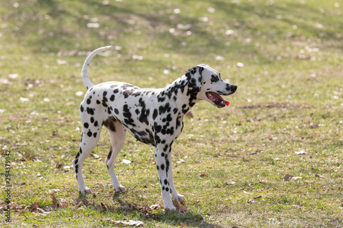 Adorable  Dalmatian dog outdoors in spring. Selective focus