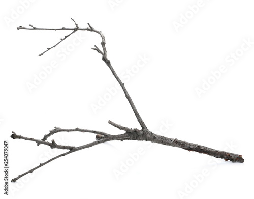 Dry twig, branch isolated on white background