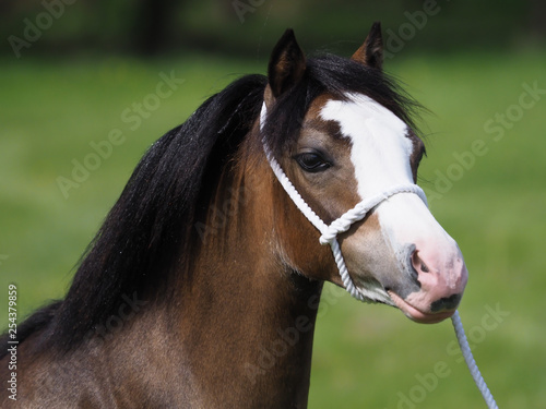 Pretty Welsh Pony © Nigel Baker