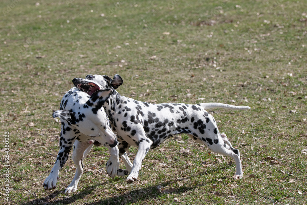Running Dalmatian dogs outdoors in spring. Selective focus Running Dalmatian dogs outdoors in spring. Selective focus