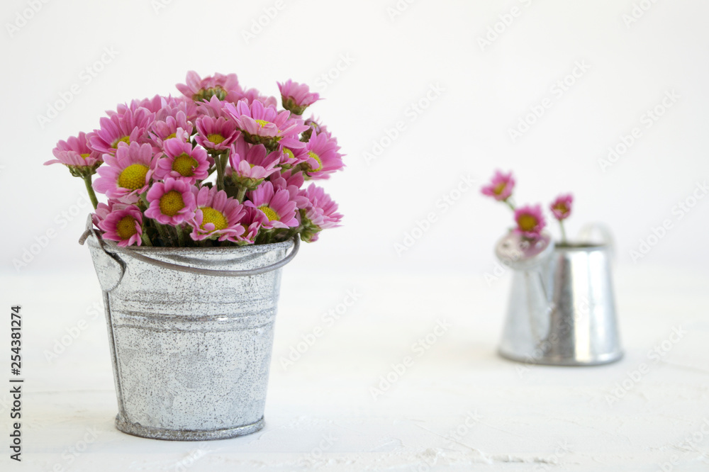 pink chrysanthemums on a gray background, close-up.