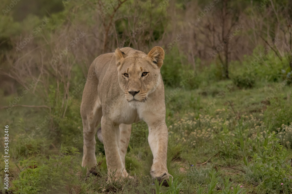Lioness of Nambiti Lioness of Nambiti