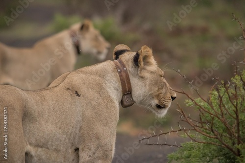 Lioness of Nambiti photo