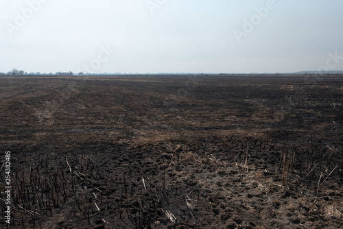 black dead burned field