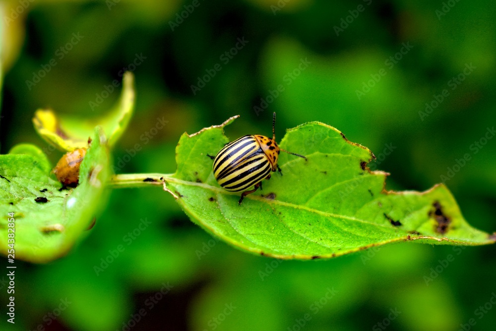 The Colorado potato beetle also known .as the Colorado beetle, the ten-striped spearman, the ten-lined potato beetle or the potato bug, is a major pest of potato crops The Colorado potato beetle also known .as the Colorado beetle, the ten-striped spearman, the ten-lined potato beetle or the potato bug, is a major pest of potato crops