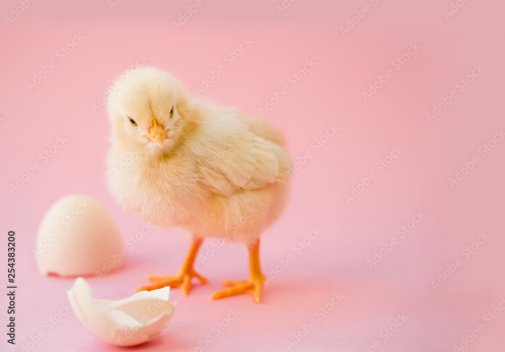 Newborn yellow chicken and broken eggs on a pink background.