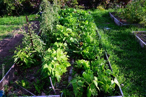 Obraz na plátně Vegetables growing in kitchen garden boxes