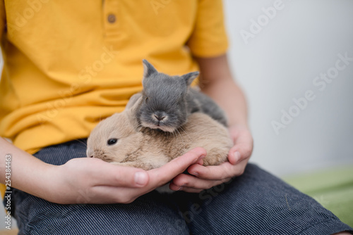 Two bunny babies in the hands of the boy. photo