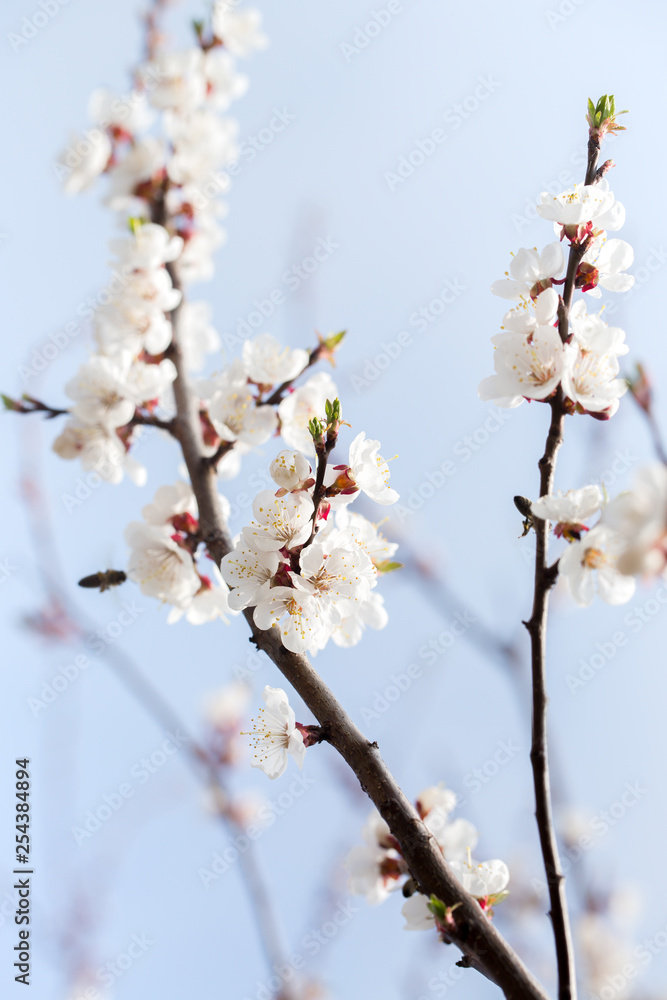 spring apricot orchard spring apricot orchard