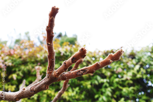 Branches  of Staghorn sumac or Rhus typhina fruits  in early spring.  Closeup 