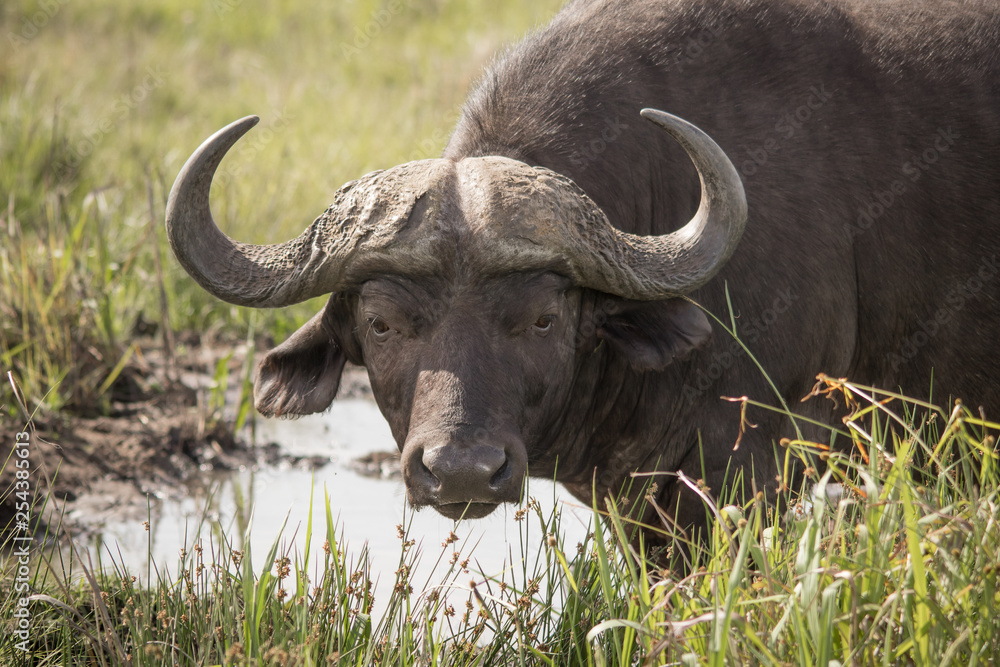 Buffalo herd - Dagga boy Buffalo herd - Dagga boy