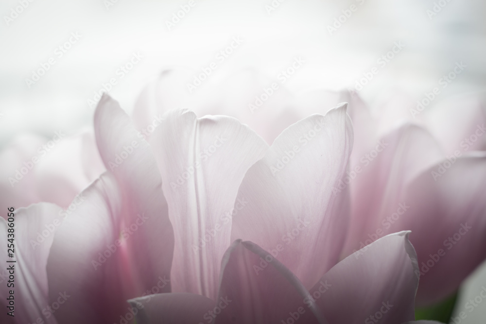 Fototapeta premium beautiful flowers in gentle tones. macro.