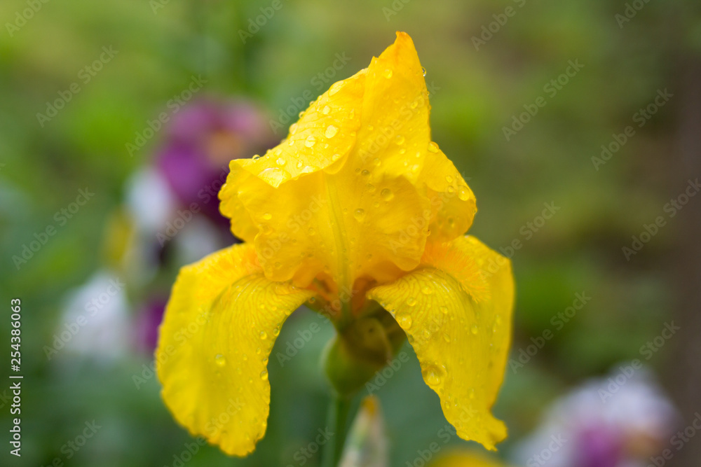 iris Yellow Morning Sunlight,beautiful variety of flowers iris yellow iris Yellow Morning Sunlight,beautiful variety of flowers iris yellow