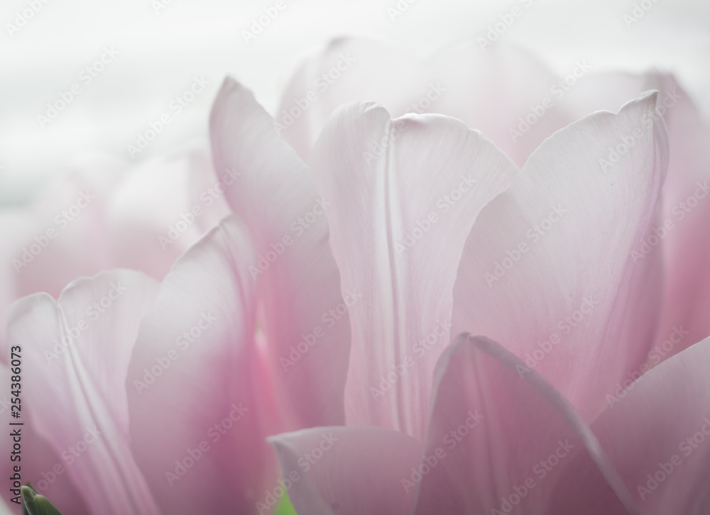 Fototapeta premium beautiful flowers in gentle tones. macro.