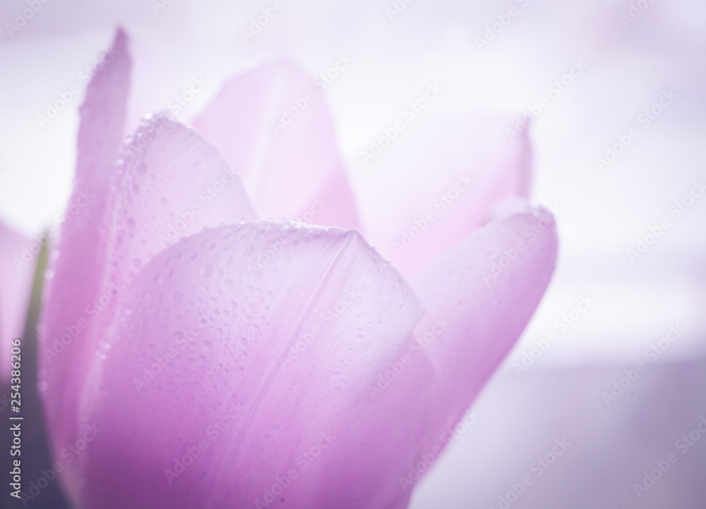 beautiful flowers in gentle tones. macro. beautiful flowers in gentle tones. macro.