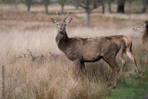 Fototapeta Naklejka Na Ścianę i Meble -  red deer in the forest