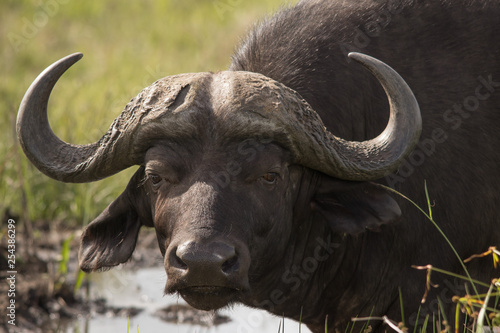 Buffalo herd - Dagga boy