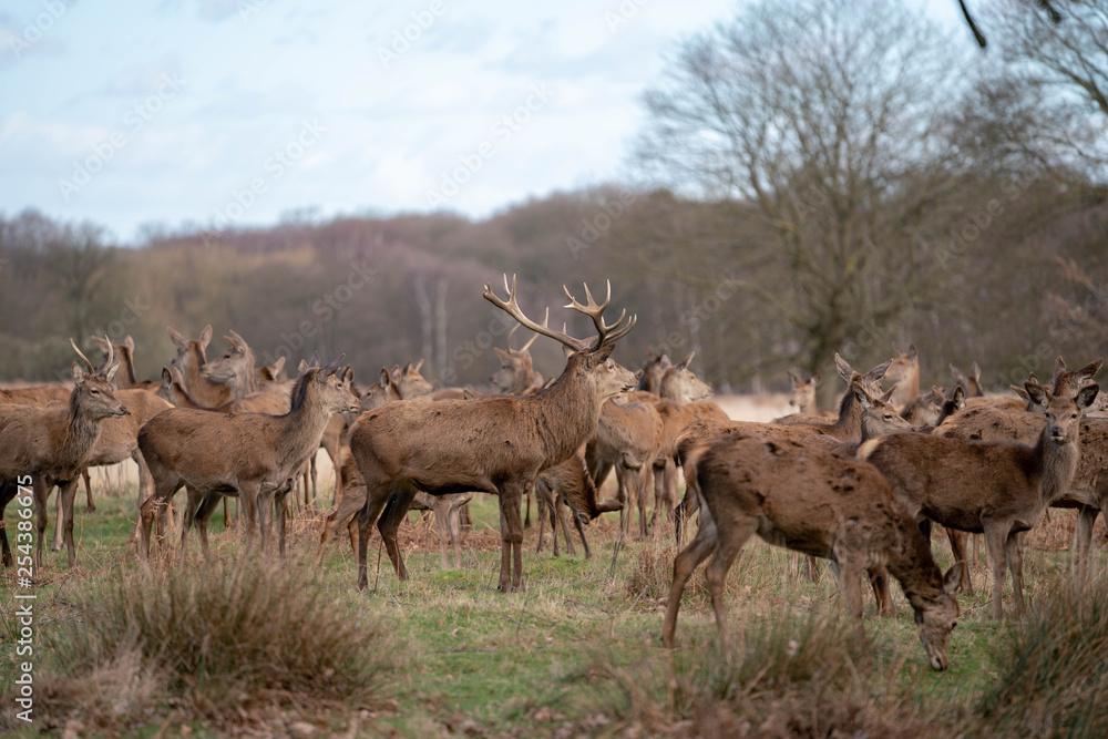 Obraz premium herd of fallow deer