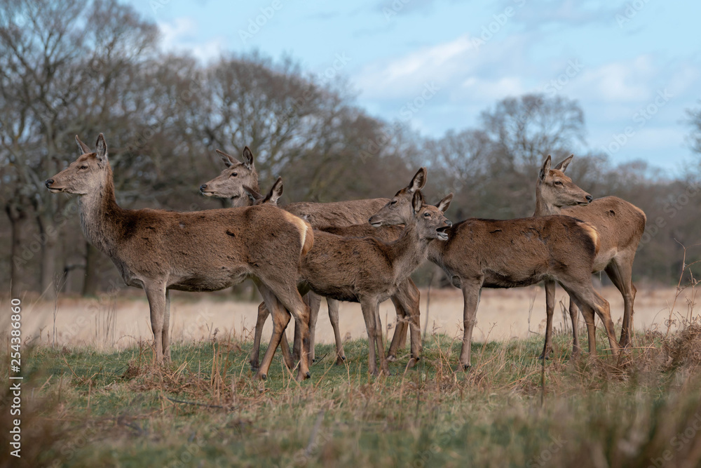 herd of fallow deer herd of fallow deer