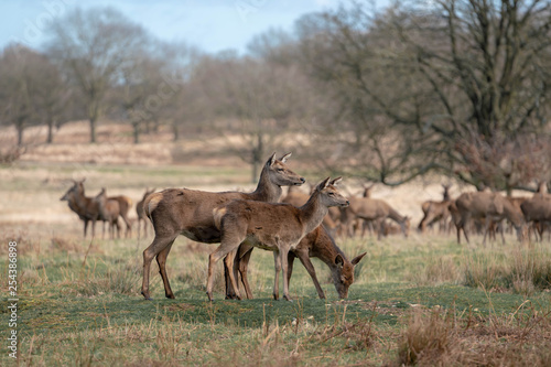 herd of fallow deer