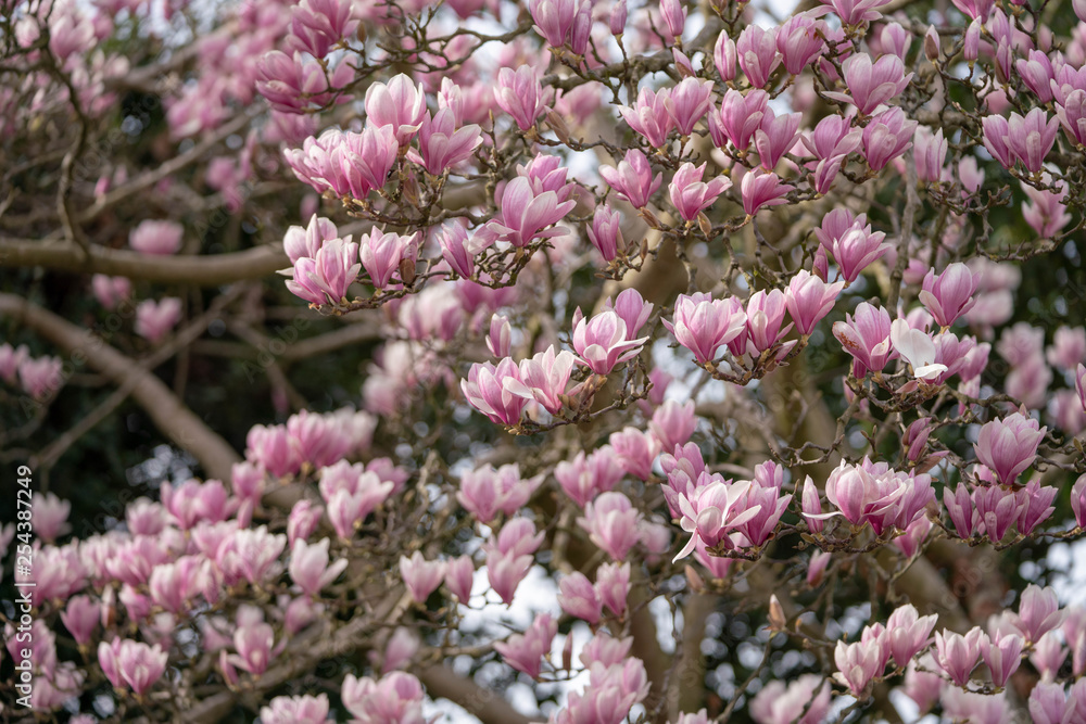 pink flowers of magnolia in the garden