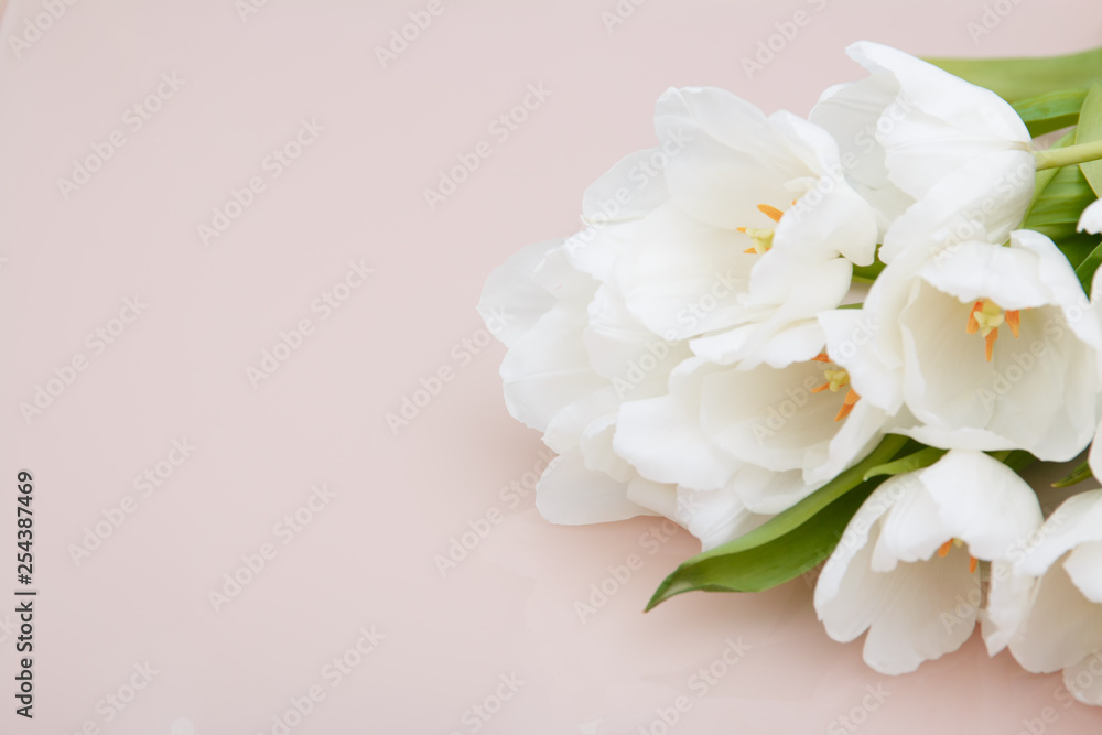 White tulips on pale pink background .