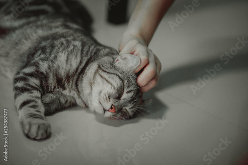 happy cat lovely comfortable sleeping by the woman stroking hand grip at . love to animals concept . © Nitiphonphat
