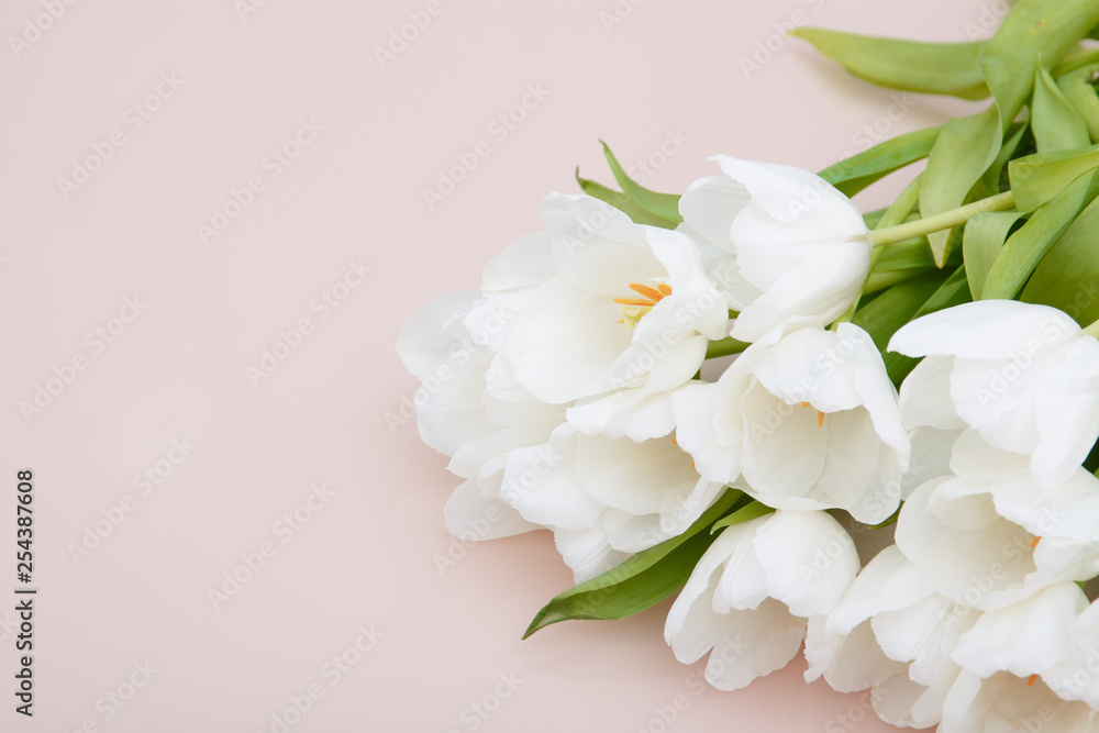 White tulips on pale pink background with morning sunlight. Stylish Compositions in pastel colors. White tulips on pale pink background with morning sunlight. Stylish Compositions in pastel colors.