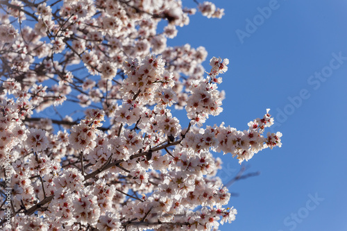 almond flowers blue sky spring season buds bees