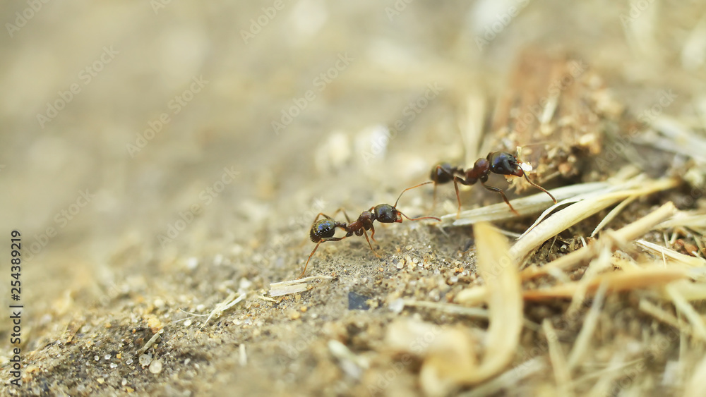 ants creep on the ground, closeup