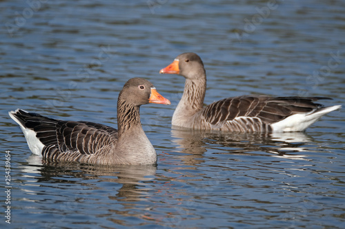 Greylag Goose pair on fresh water lake.