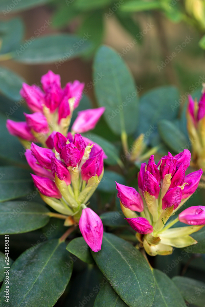 Fototapeta premium pink rhododendron in garden